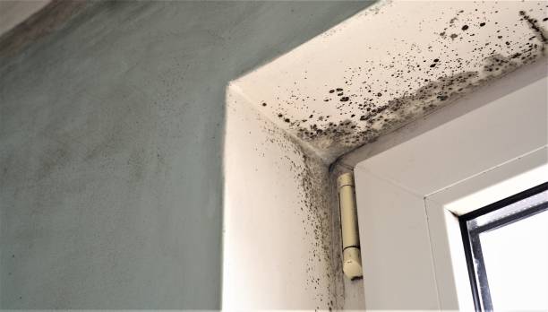 Environmental Consulting for Mold Prevention in Waterford, WI